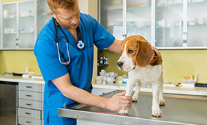 犬类牙科