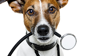 犬类4